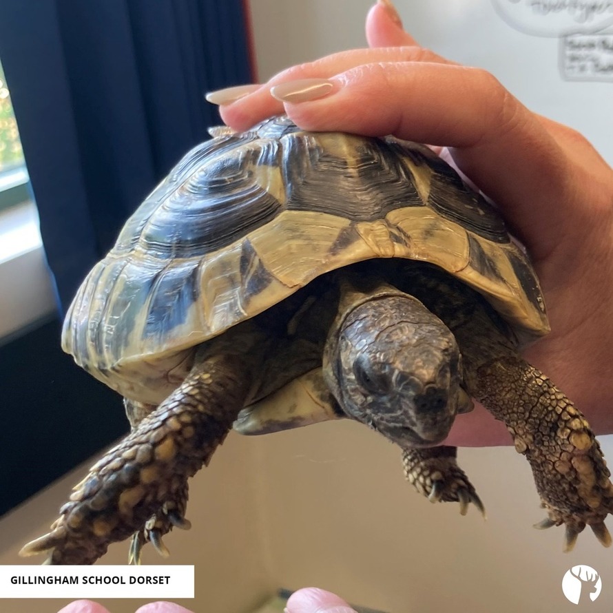 Top 20 Secondary Schools in Dorset County (2024 Ratings)