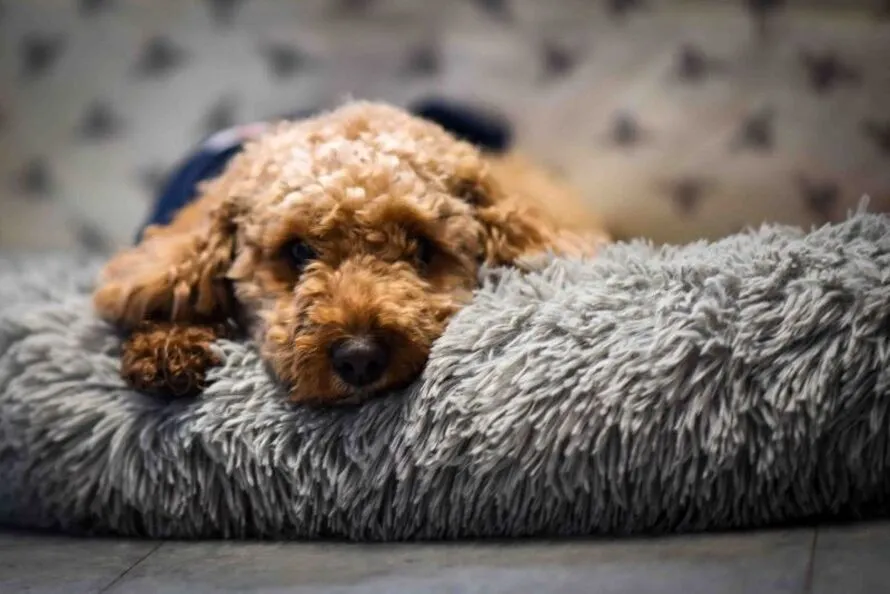 King's School, Rochester